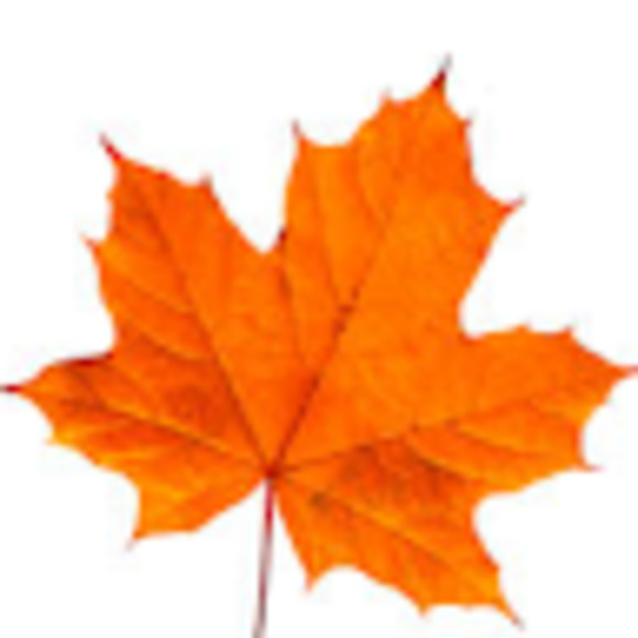 Meet your Posher, Maple - Picture 1 of 1